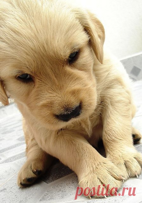 baby, cute, dog, pretty, puppy - inspiring picture on Favim.com