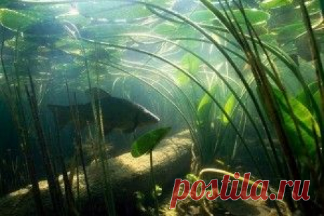 Ловля линя осенью — на что клюет эта рыба