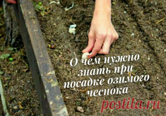 Не сажайте озимый чеснок после этих 4 растений, иначе он не вырастет | 6 соток