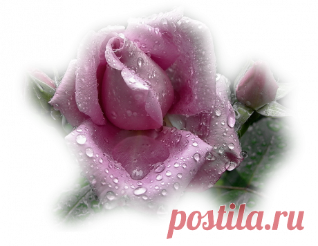 Восхитительные розы в png + код.