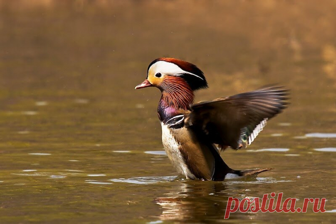 15 ослепительных фотографий птиц России | WWF России | Яндекс Дзен