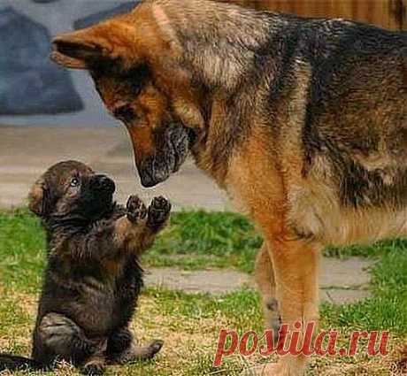 &quot;Кушать? ! &quot;
- &quot;Да&quot;
- &quot;А лапы помыл?&quot;
- &quot;Вот!&quot;