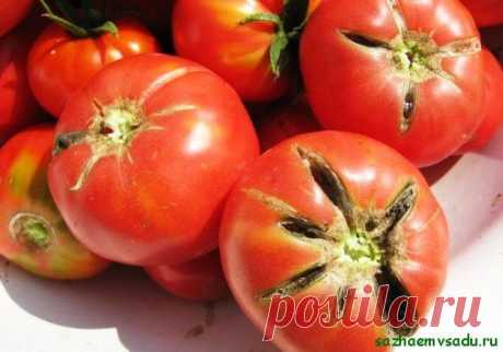 Средства от растрескивания томатов | Азбука садовода
