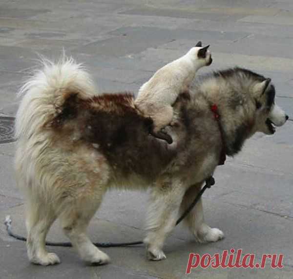 Наездник!