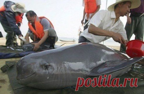 Плачущий дельфин, спасенный из рыбацких сетей, Япония