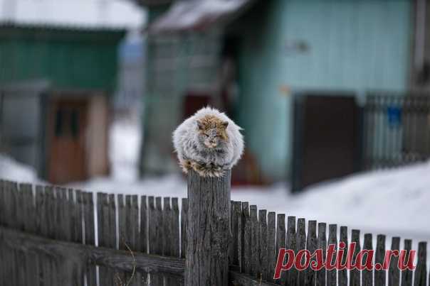 Алтайский одуванчик. Автор фото – Ольга Рудченко: nat-geo.ru/photo/1317262/