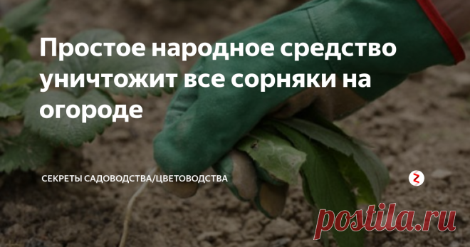 Простое народное средство уничтожит все сорняки на огороде Вы только пропололи сорняки, а они через несколько дней появляются снова? Хотите избавиться от них надолго, облегчив себе работу на огороде? Читайте до конца, чтобы узнать 