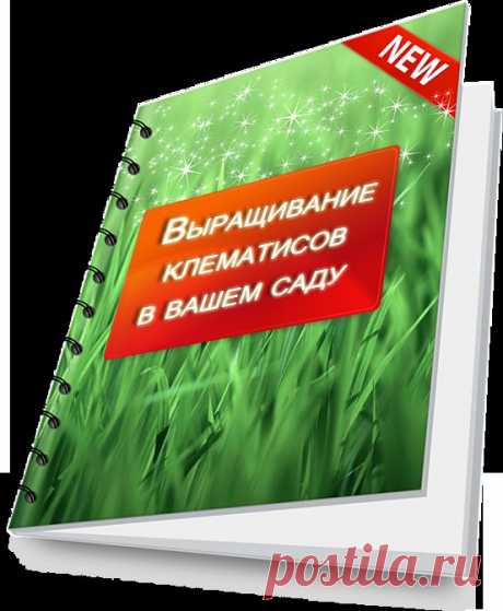 Флокс метельчатый - описание, размножение, уход, посадка,