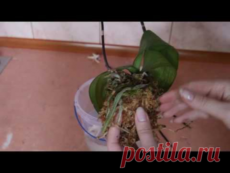 Орхидея. Месяц без полива (((