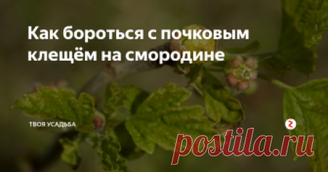 Как бороться с почковым клещём на смородине Смородинный почковый клещ по степени нанесения вреда растениям относится к самым опасным вредителям ягодных кустарников. Рассмотреть почковый клещ невооруженным глазом трудно - размер клеща не превышает 0,2 мм для взрослой самки, самец еще меньше. В течение года самка воспроизводит пять поколений, что в численном выражении составляет до 40 тысяч особей. Ягодник, зараженный этим вредителем, если не