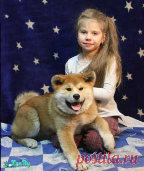 Продаю высокопородного щенка Японской Акита-ину купить в Минске на сайте объявлений