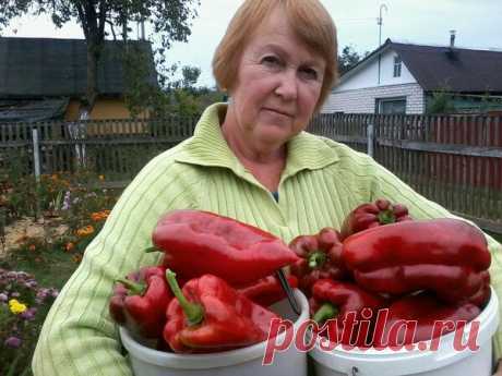 Как я с одного куста сладкого перца собираю 25 шт плодов 🌶 Мой личный опыт | Удачливые дачники | Яндекс Дзен