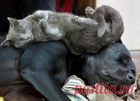 Немного спящих котов