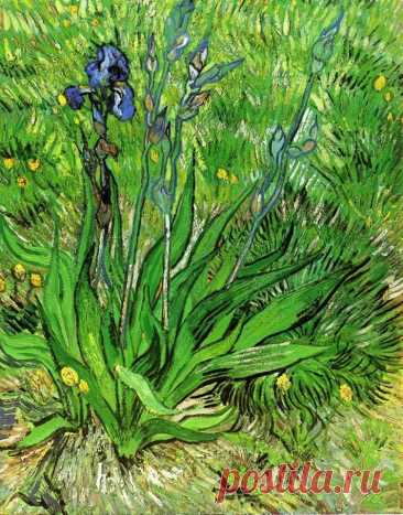 Художник Винсент Ван Гог (Vincent van Gogh; 1853-1890).
"Ирис" (The Iris), 1889 г.