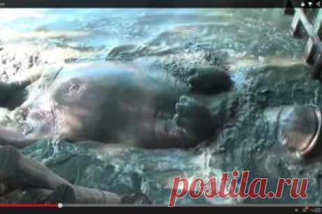 В Краснодарском зоопарке бегемотиха Жужа демонстрирует зрителям пупок | ДОСУГ И  | АиФ Краснодар