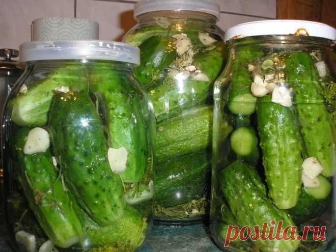 Незабываемые на вкус ОГУРЧИКИ в "пражской" заливке - rastimul.com.ua
