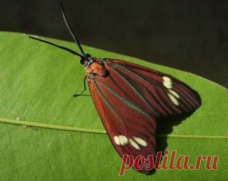 Cyclosia papilionaris (Zygaenidae) самец

Бабочка-пестрянка и ее гусеница. Ареал: Юго-Восточная Азия