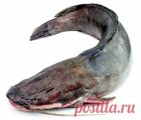 Какую рыбу НЕ стоит покупать и лучше не употреблять — Фактор Вкуса