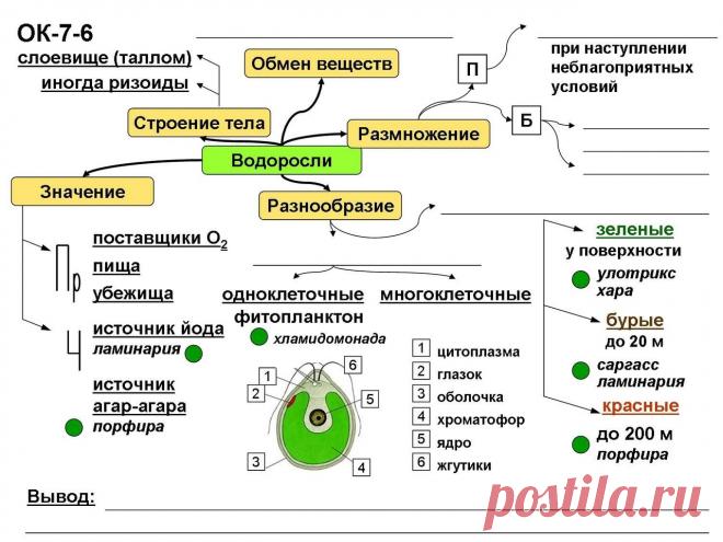 Схема по теме водоросли. Схема по теме водоросли. Питание зеленых водорослей таблица. Отдел зеленые водоросли общая характеристика таблица. Схема значение водорослей 6 класс биология.