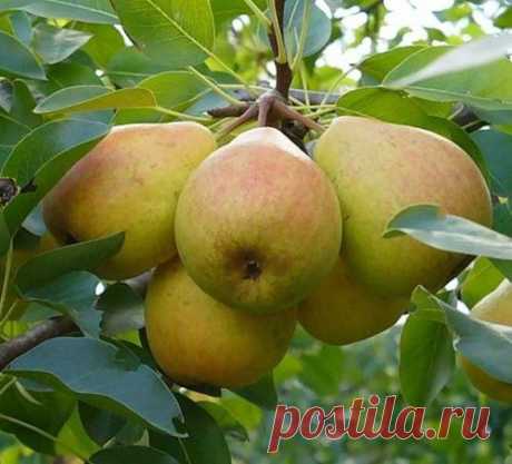 Почему засыхают яблони и груши