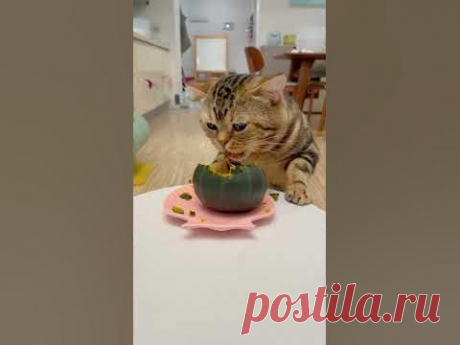 不挑食的小猫