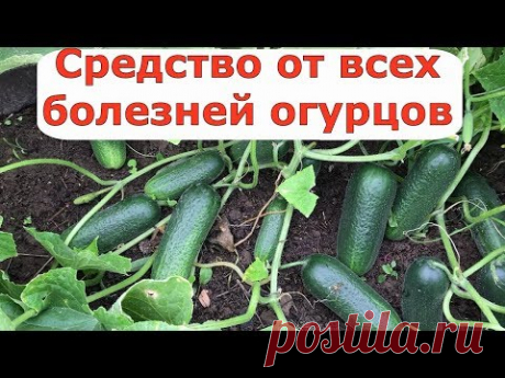 405  Средство от всех болезней огурцов