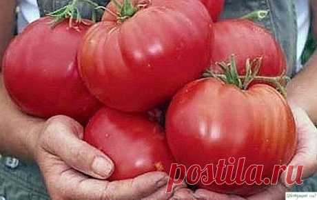 Чтобы помидорки были крупными — Садоводка