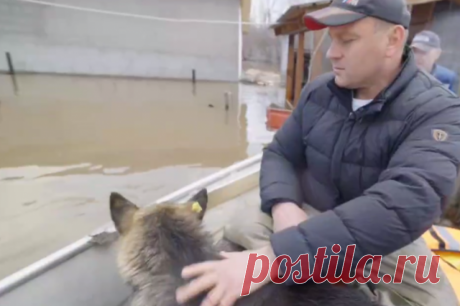 Мэр Оренбурга спас бродячую собаку с затопленной территории. Животное скулило в хозяйственной постройке.