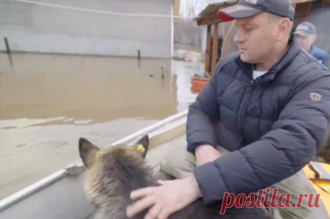 Мэр Оренбурга спас бродячую собаку с затопленной территории. Животное скулило в хозяйственной постройке.