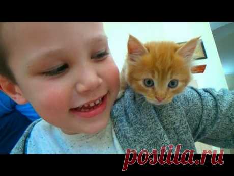 Кошечка Мурка покупаем питомца Максу и Кате ВЛОГ на рынке животных Kitten pet for Mister Max
