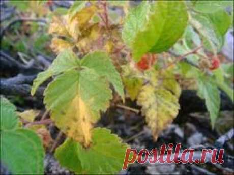 Хлороз малины - хлороз малины, как бороться с хлорозом малины