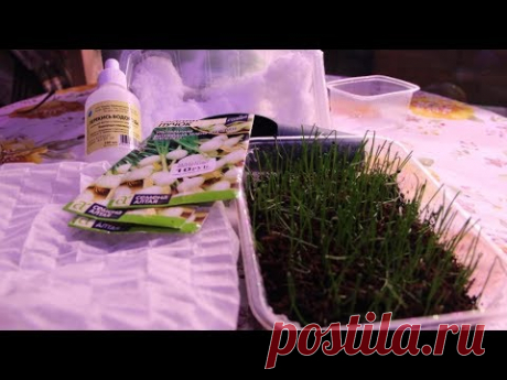 Взойдут Даже Самые Туговсхожие Семена! Способ Посева, Который Работает! Лук чернушка: выращивание из семян, посев лука чернушки, а также тонкости посадки лука чернушки - тема данного ролика. Данные способ посева можно применять к...
