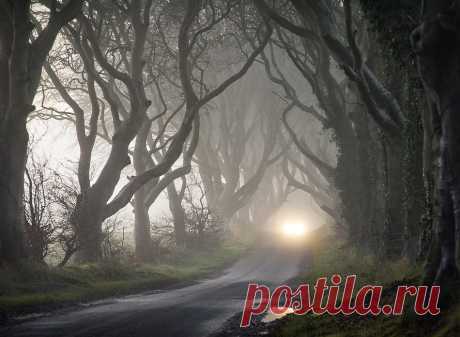 1X - The Dark Hedges by Gary McParland