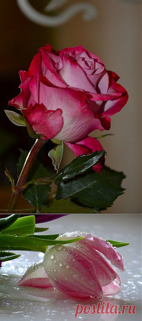 Нежность... #wetflower и другие материалы. Новое в Вашей подборке на Постиле - galina.manzhura@mail.ru - Почта Mail.Ru