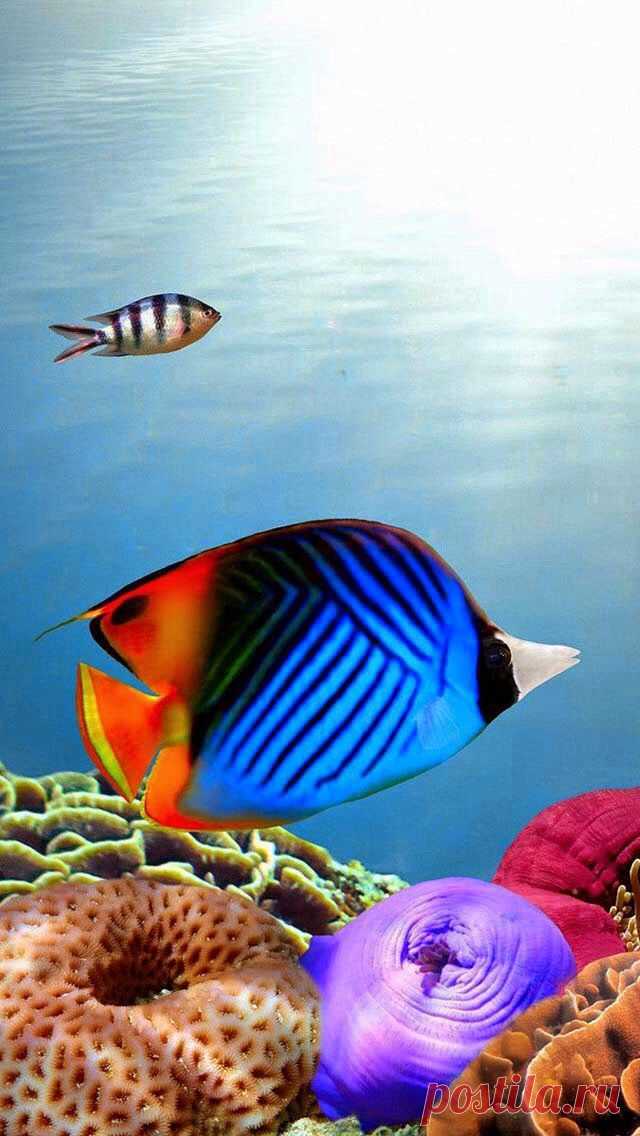 хх