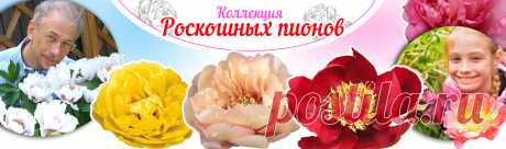 Интернет-магазин производителя посадочного материала и садовых растений Русский Огород. Продажа посадочного материала с доставкой по РФ.