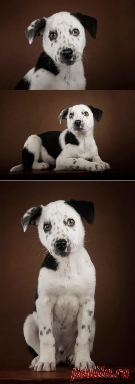 Щенок Гром в добрые руки. Москва – ZOOCHARITY | БУДЬ МИЛОСЕРДНЫМ К БРАТЬЯМ МЕНЬШИМ!, пользователь Galina Panina | Группы Мой Мир