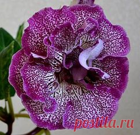 Глоксинии махровые-прекрасное рядом | каталог