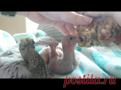 How to Hand feed and Tube feed Baby Pigeons - YouTube