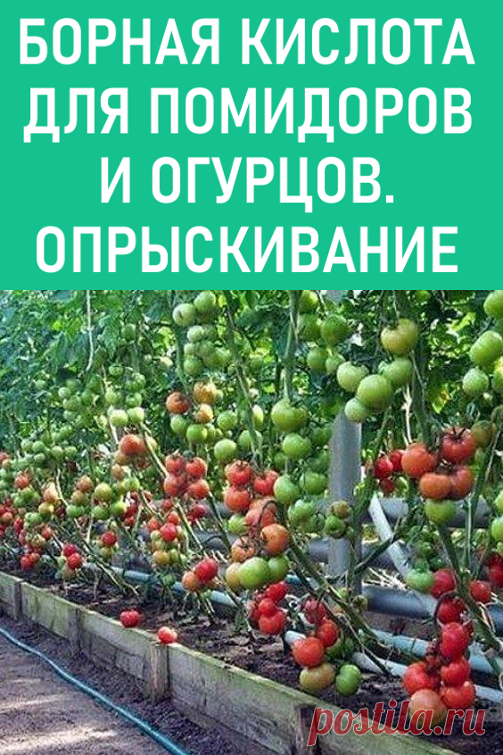 Борная кислота для помидоров и огурцов. Опрыскивание. Предлагаем узнать о том, как используется борная кислота для помидоров. Опрыскивание защитит томаты от заболеваний, связанных с нехваткой бора. #дача #огород #помидоры #огурцы #борнаякислота #опрыскивание