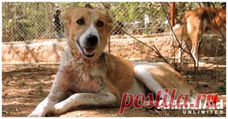 Собака залезла в бочку с дегтем / Питомцы