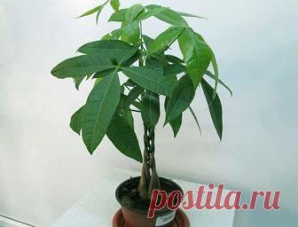 Пахира — уход в домашних условиях Пахира водная, которая чаще всего и выращивается в домашних условиях как комнатное растение, в естественных условиях представляет собой дерево довольно внушительных размеров. Да и как же иначе. Ведь е...