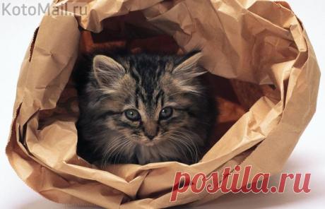 Любитель пакетов