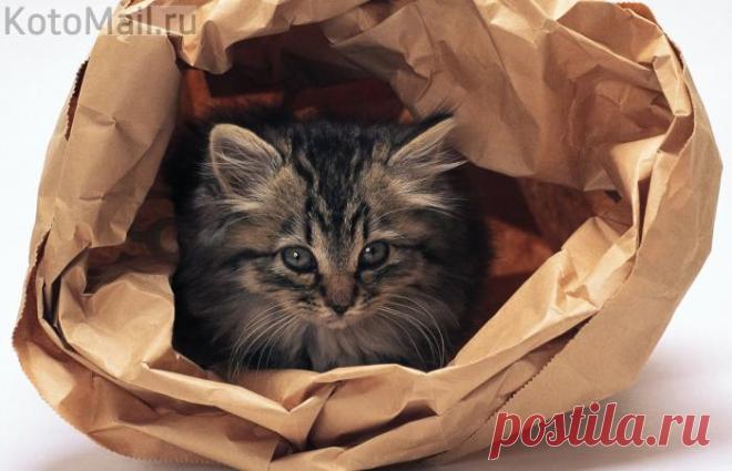 Любитель пакетов