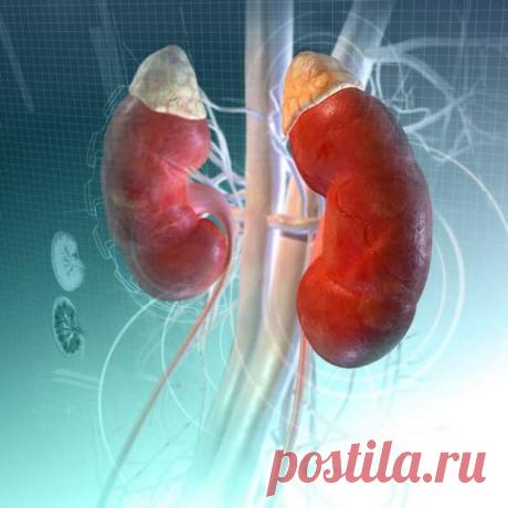 Лечение почек расторопшей - ДОСТОЙНАЯ  ЖИЗНЬ  НА  ПЕНСИИ - медиаплатформа МирТесен Растение расторопша или чертополох – это травянистый сорняк, все части которого обладают ценными лечебными свойствами. Науке известны более 55 заболеваний, которые успешно лечатся при помощи отваров и настоев из расторопши, в том числе, и болезни почек.В чертополохе содержится витамин К – очень