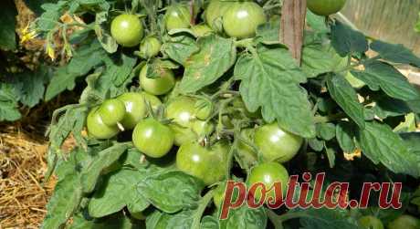 Прищипывание точки роста томатов: когда и зачем | Огородники 🍅 Высокорослые томаты растут в течение всей вегетации, поэтому растеривают много сил на формирование листвы или пасынков. Как правильно проводить прищипывание точки роста томатов, какая цель этой процедуры, описано в этой статье.