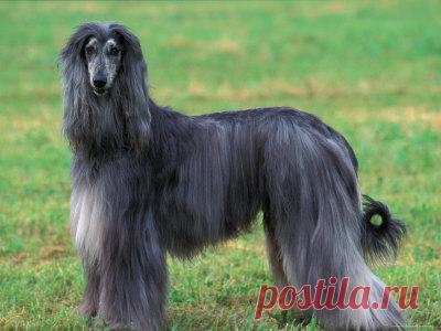 Cute&Cool Pets 4U: Афганская борзая - Информация, картинки и обзор