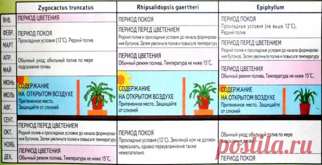 Уход за декабристом в домашних условиях: размножение, цветение, почему не цветет