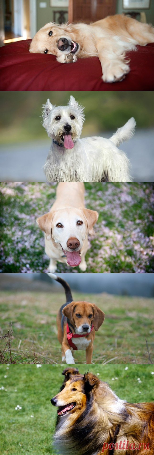 Лучшие собаки-компаньоны: 10 прекрасных семейных пород | PetTips