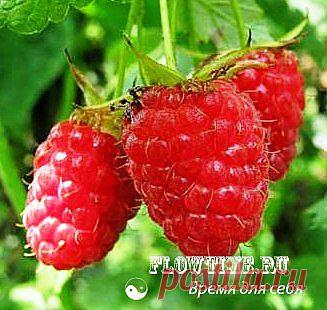 Календарь работ в малиннике.